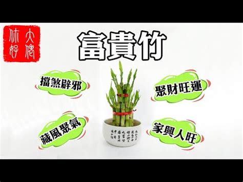 開運竹玄關|玄關風水大揭密！想招財卻沒方向？3種植物放門口助旺財運